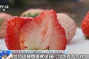 国产视频草莓,甜蜜滋味，映照时代光影